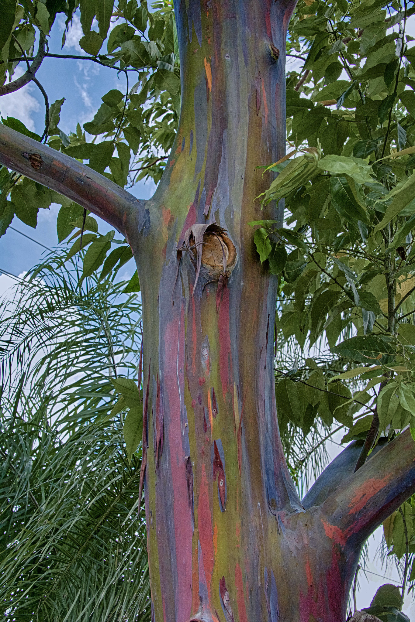 Photo of a deglupta tree