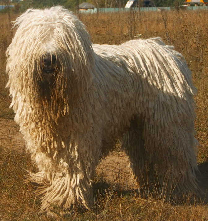 Photo of a komondor dog